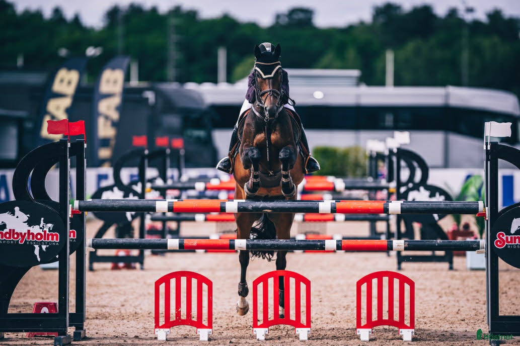  hästar Rutinerad childrens häst  - Annons 11