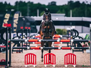 hästar Rutinerad childrens häst - Annons 11