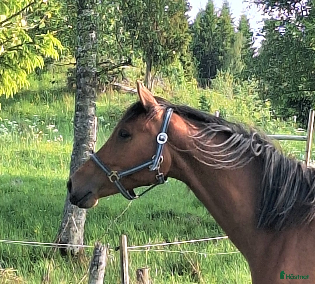 Dressyr hästar till salu: Vackert gångartssto - Annons 11