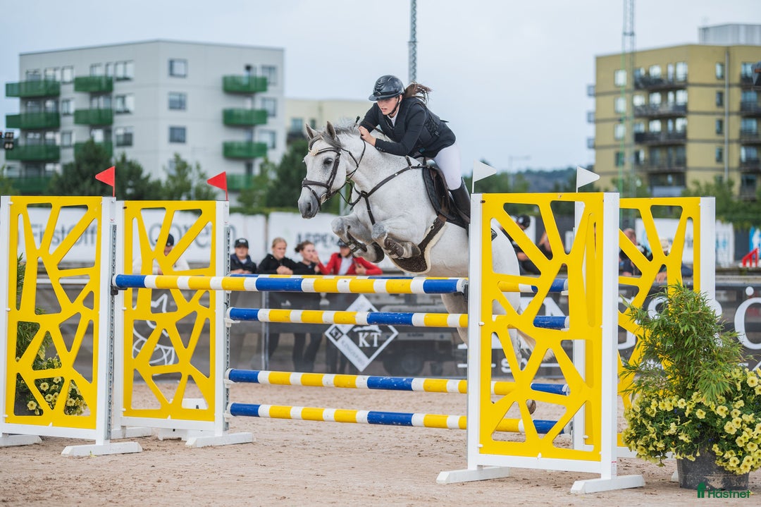 Hoppning hästar till salu: Välmeriterad mästerskapsponny i Kristianstad - Annons 3