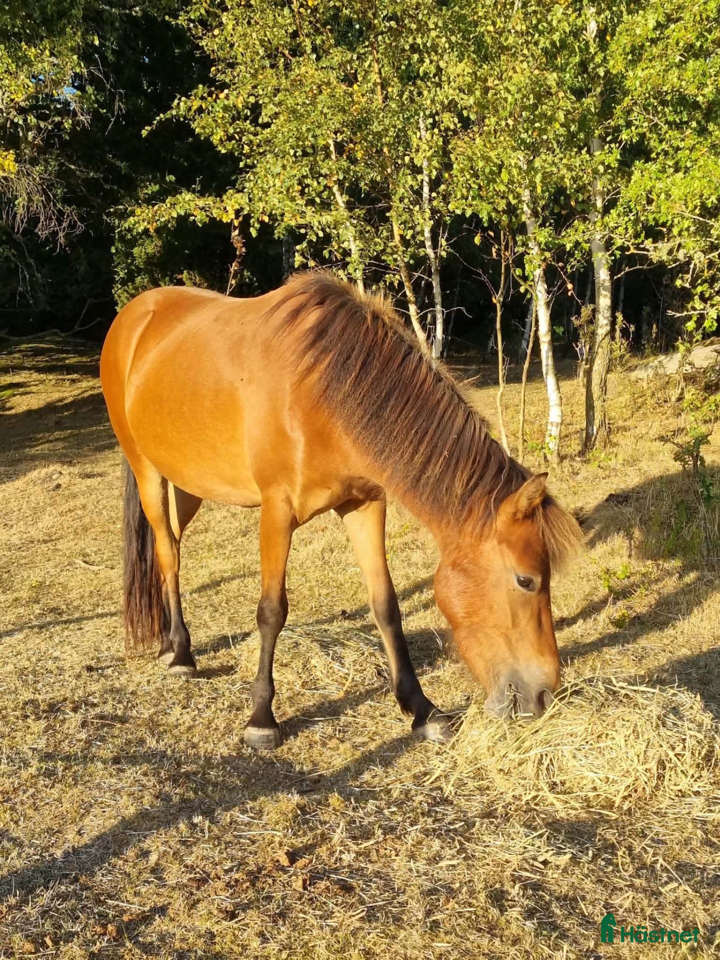  hästar Superfina ponnyer till bra pris! - Annons 20