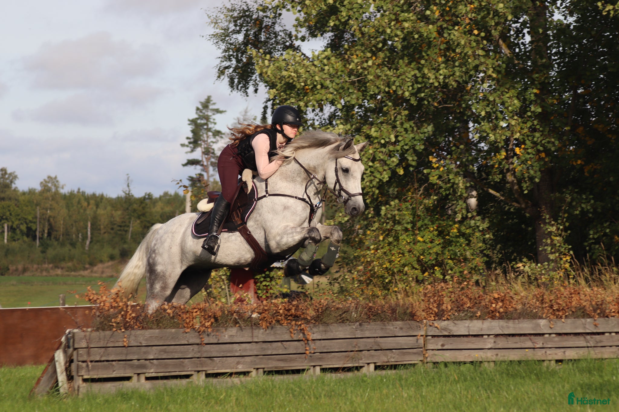  hästar Fantastisk maxad D-ponny - Annons 1
