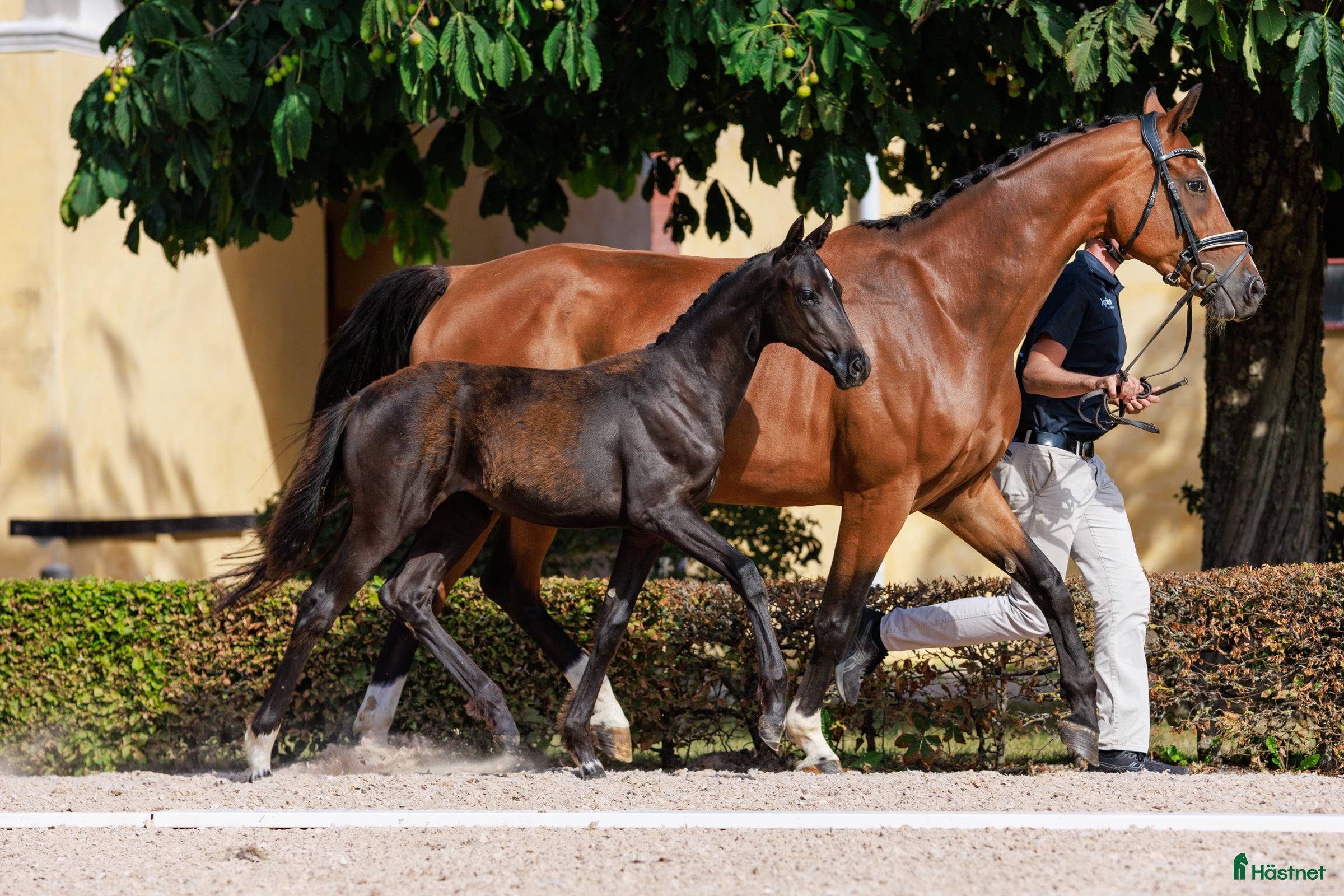  hästar Svart stoföl e: Serious  i Broby - Annons 23