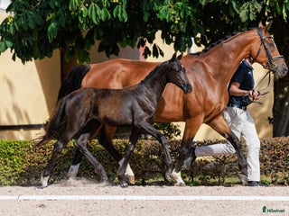 hästar Svart stoföl e: Serious i Broby - Annons 17