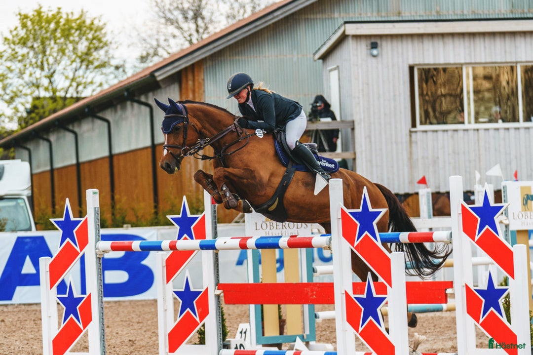  hästservice finnes: Inridning, tillridning och försäljning  i Klågerup - Annons 2