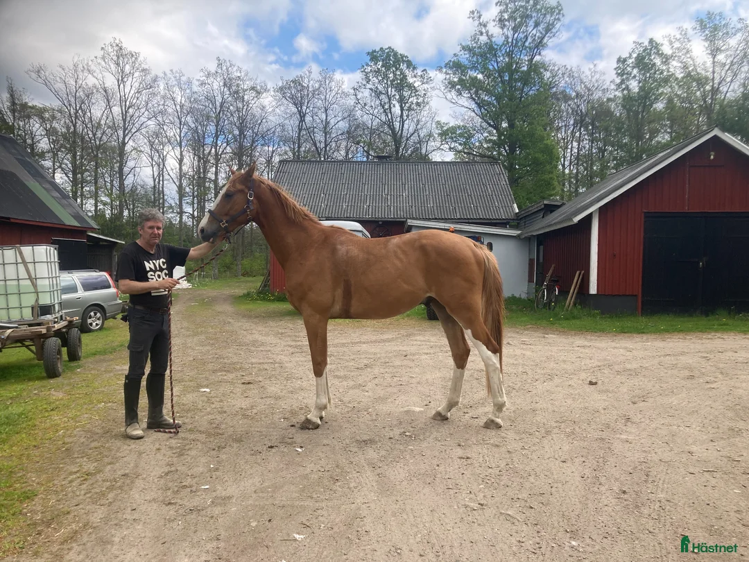 Hoppning hästar till salu: Treåring med härlig teckning - Annons 2