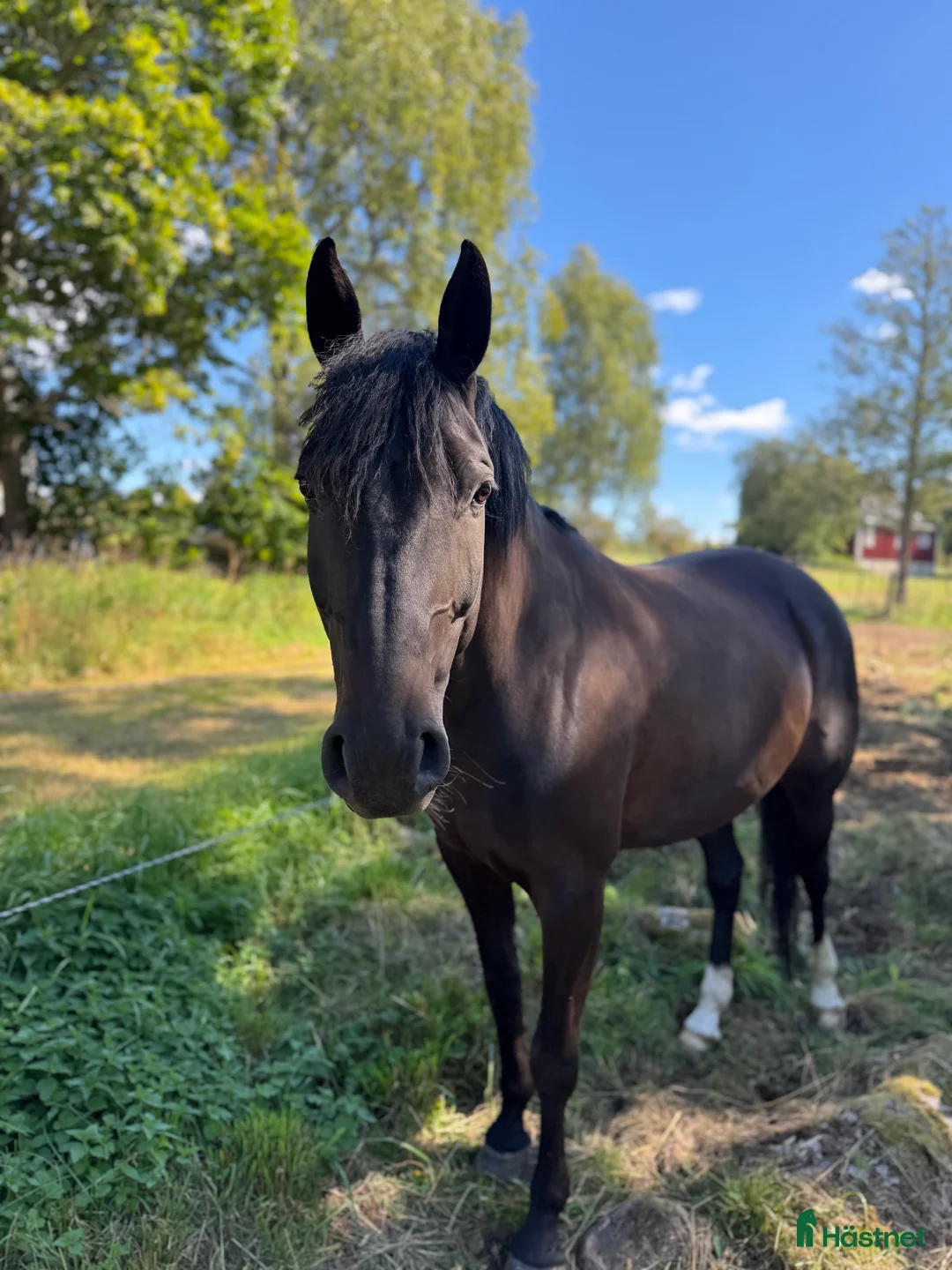 Hoppning hästar till salu: Sto med kapacitet i Vimmerby - Annons 2