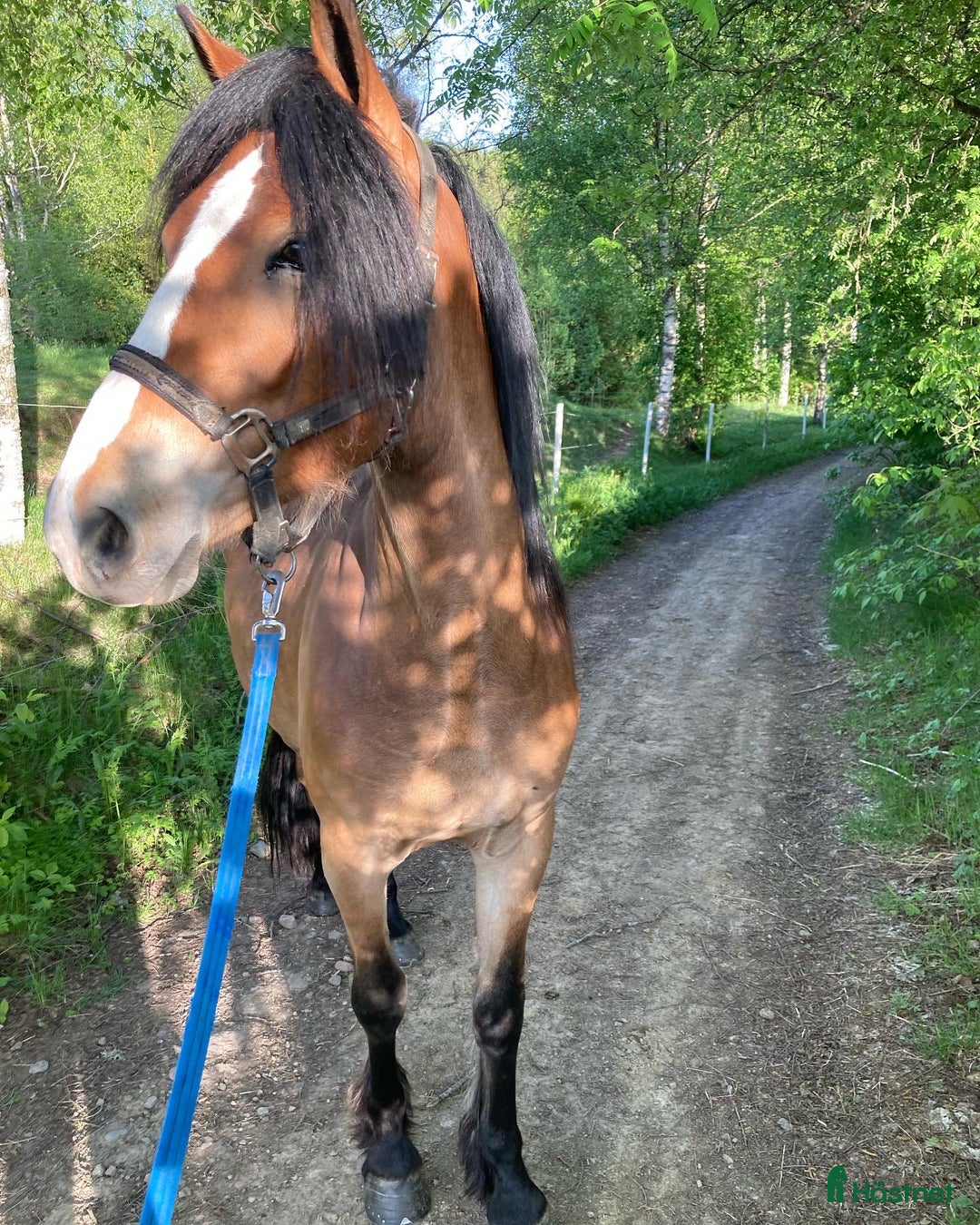 Allround hästar till salu: Världens finaste flickan söker nytt hem!  i Sunnemo - Annons 3