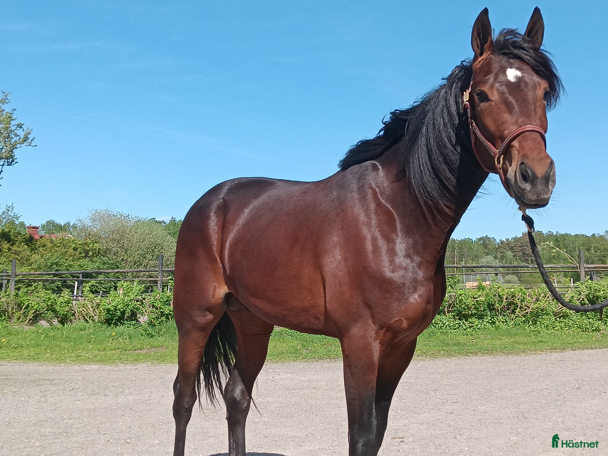  hästar Fin 2-årig hingst - Annons 1