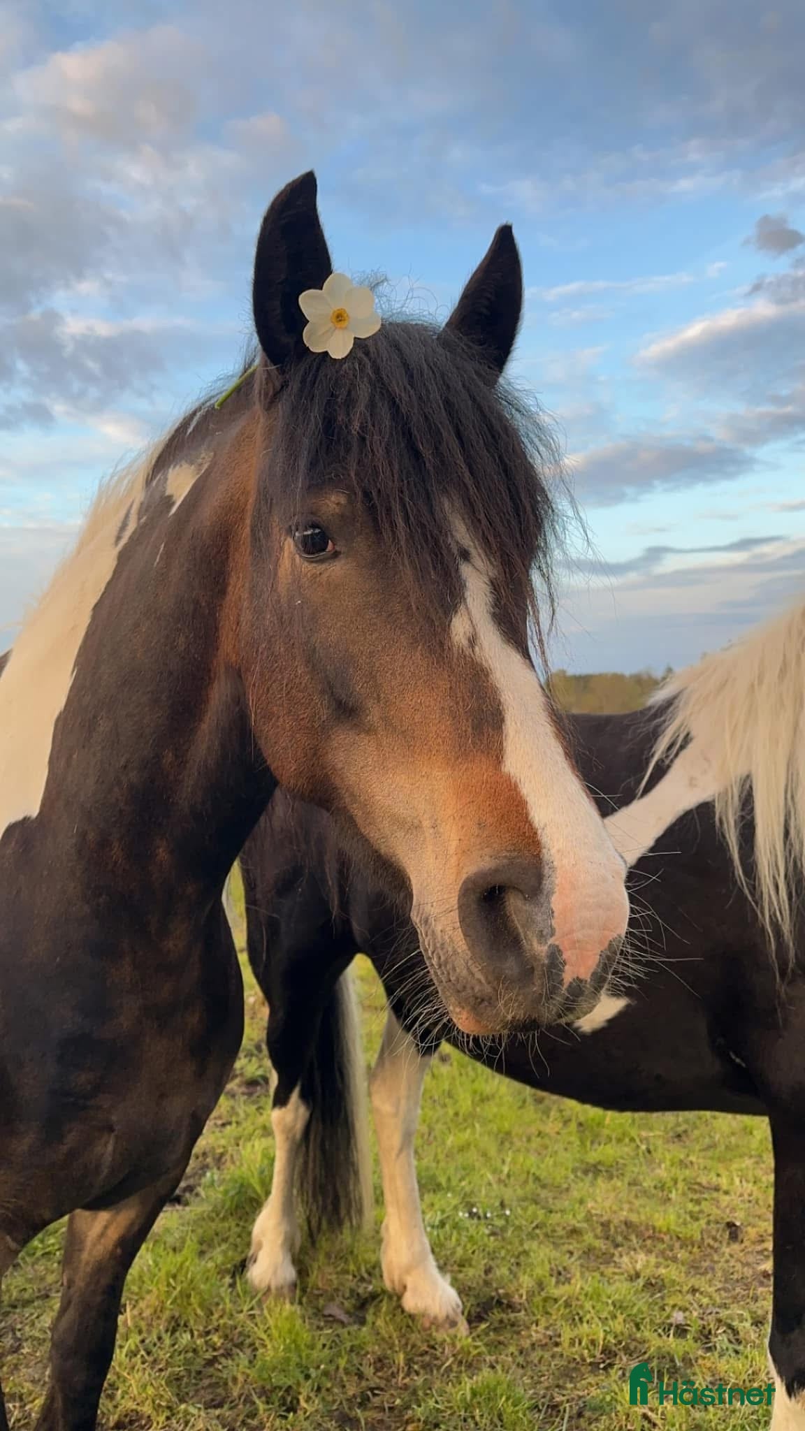  hästar Barockpinto ston sagohästar i Köpingsvik - Annons 1