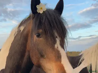 hästar Barockpinto ston sagohästar i Köpingsvik - Annons 1