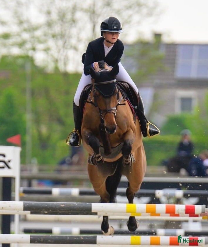 Hoppning hästar till salu: Fantastiskt sto med kämparglöd och kvalitet! i Villshärad - Annons 1