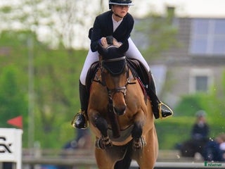 hästar Fantastiskt sto med kämparglöd och kvalitet! i Villshärad - Annons 20