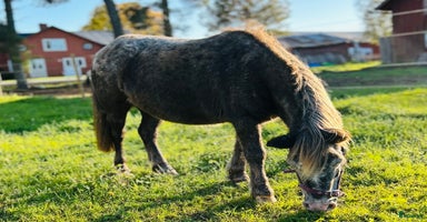  hästar i Ekshärad - Annons 8
