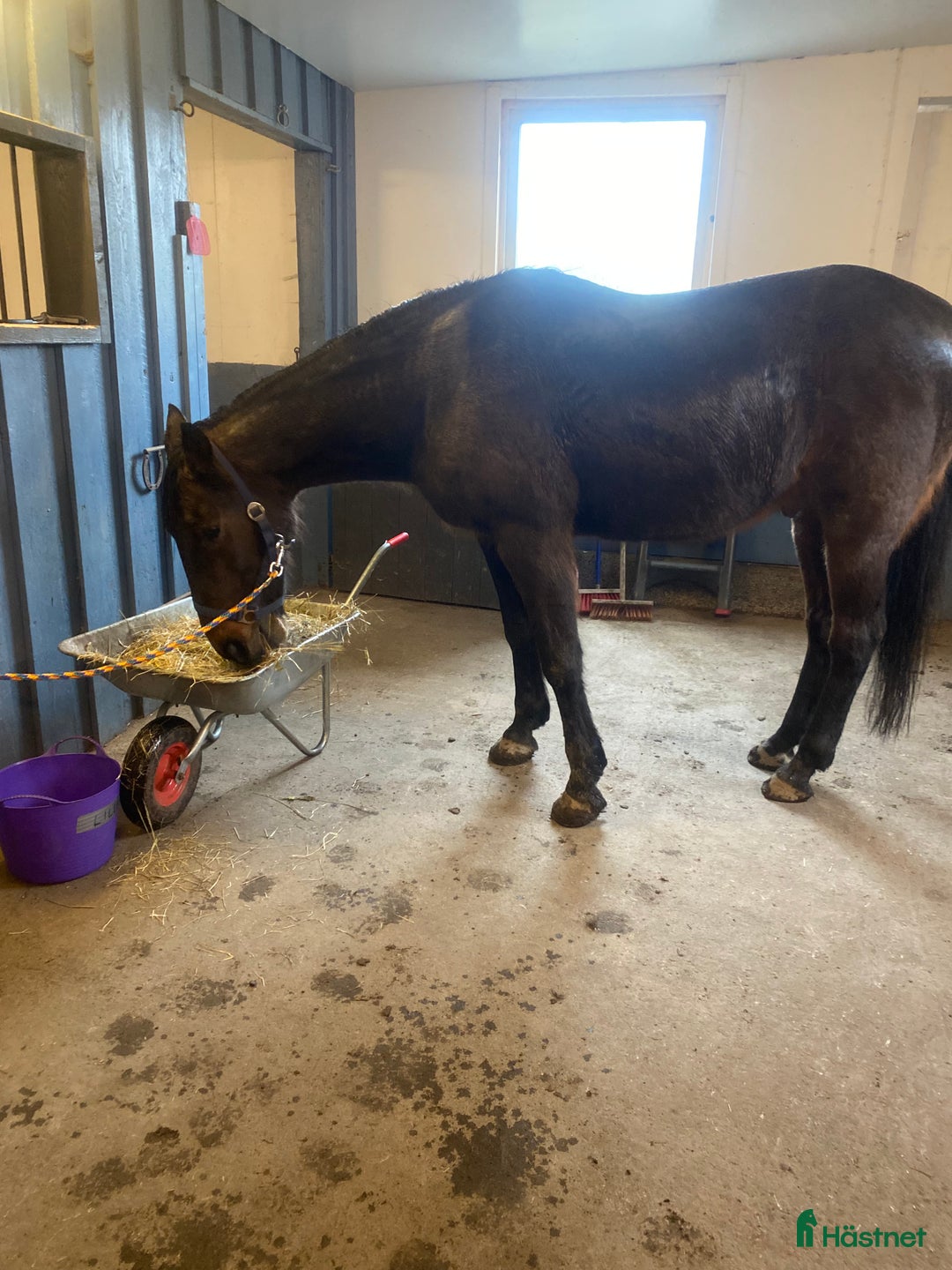  medryttarhäst sökes: Medryttare i Bandhagen - Annons 1