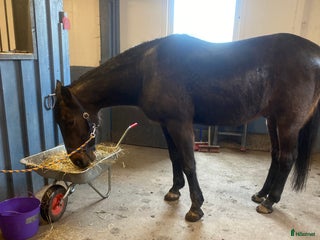 medryttarhäst sökes: Medryttare i Bandhagen - Annons 1