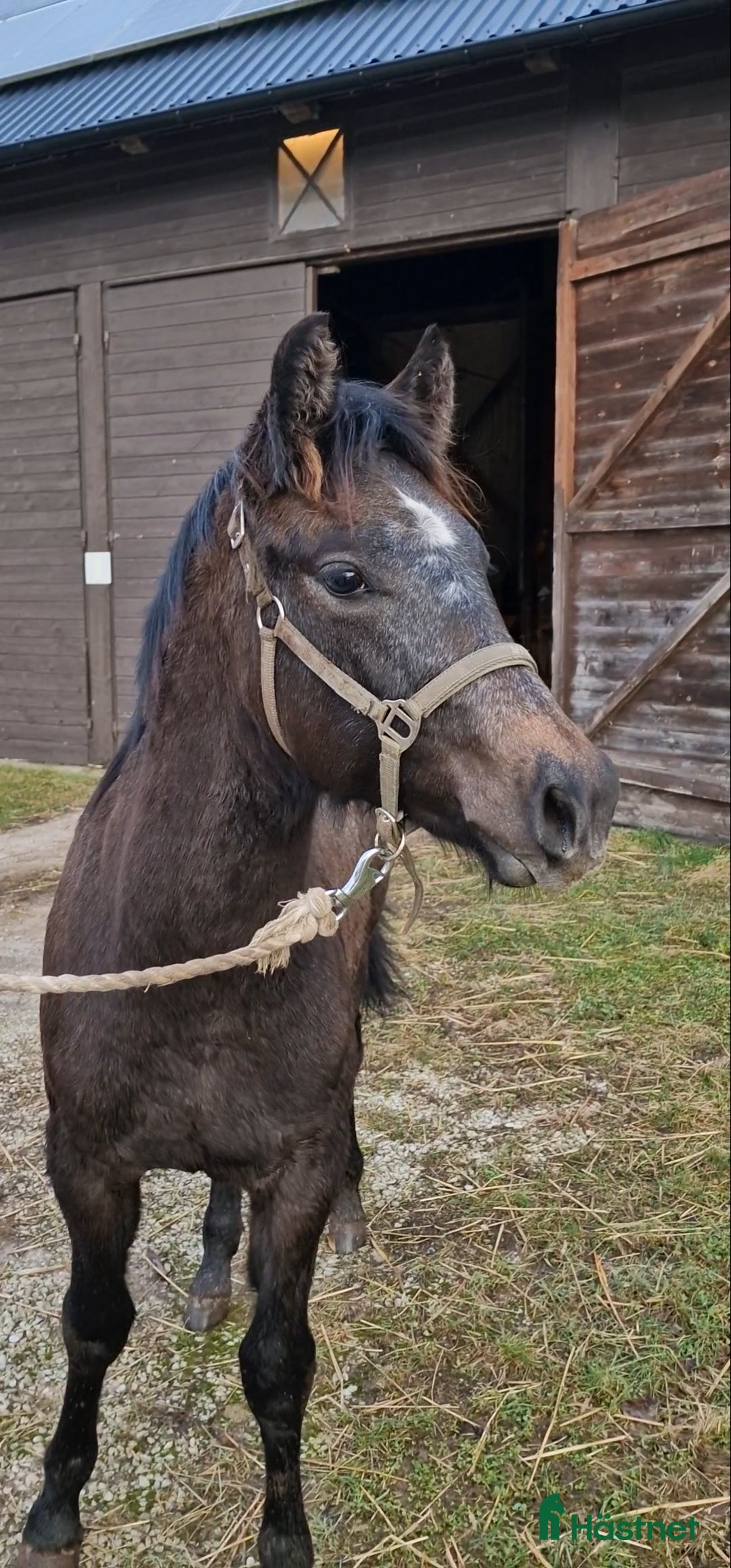 Allround hästar till salu: Läcker 1 åring!  i Stånga - Bild 4