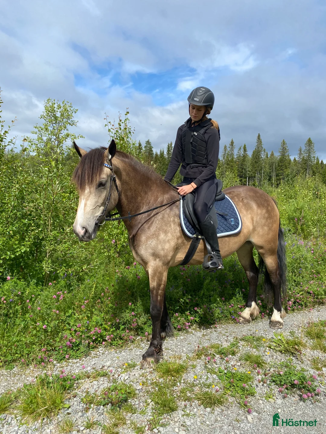 Allround hästar till salu: Charmigt sto för ridning/körning  i Östersund - Annons 5