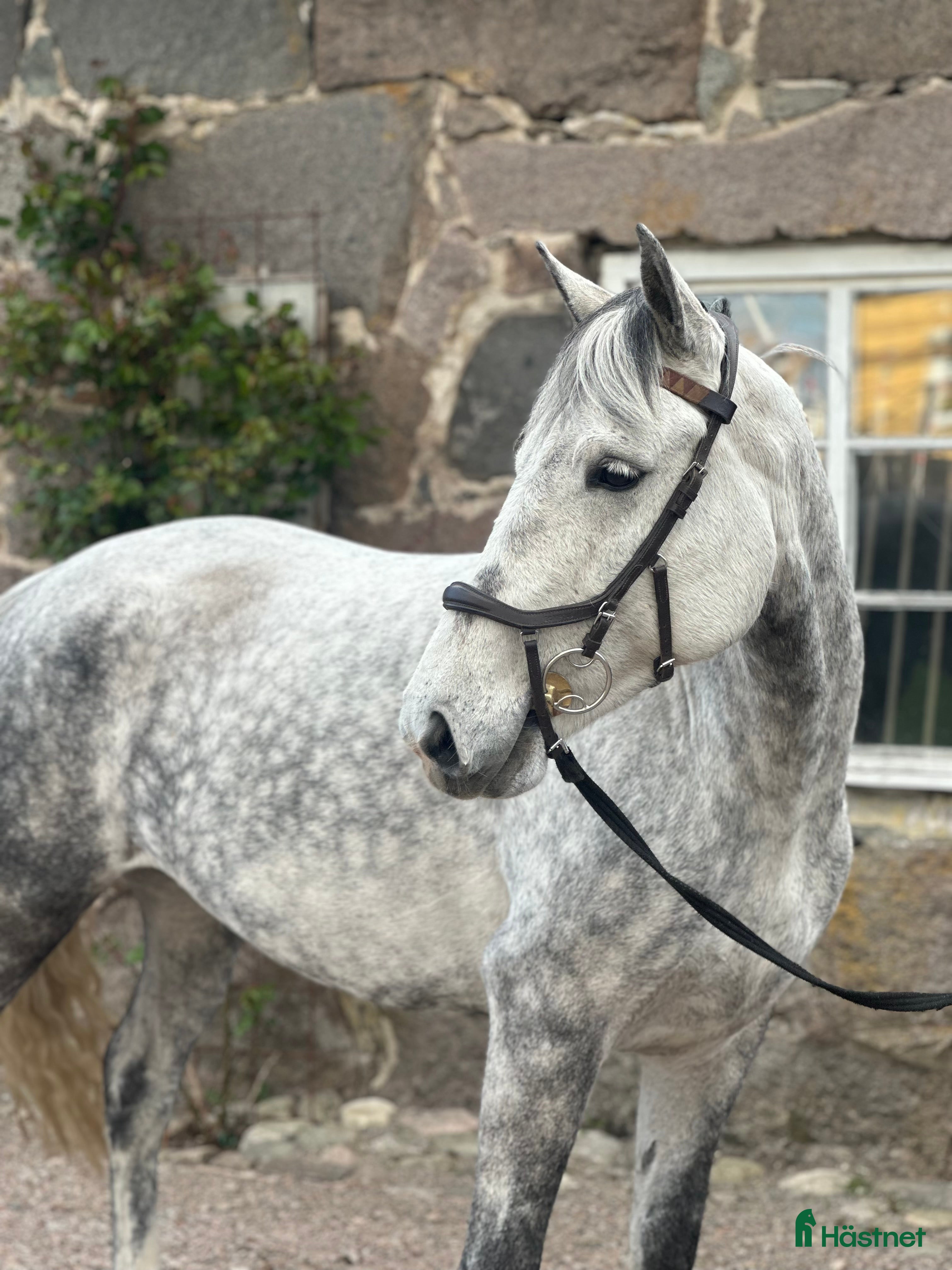  hästar Ponny med utstrålning i Ingelstad - Annons 2