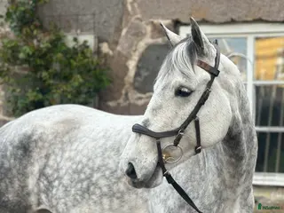hästar Ponny med utstrålning i Ingelstad - Annons 2