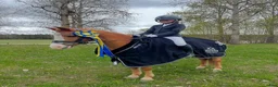Dressyr hästar till salu: B ponny med SM kval  - Annons 3