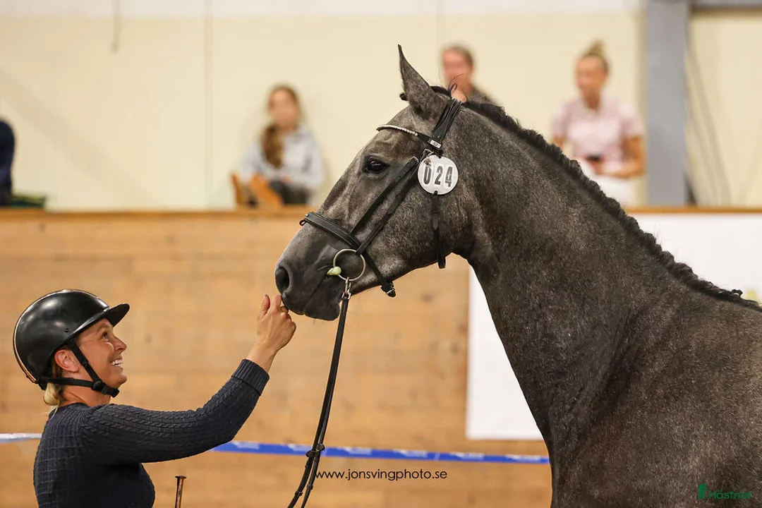  hästservice finnes: Inridning, Tillridning, tävling och försäljning  i Fjärås - Annons 2