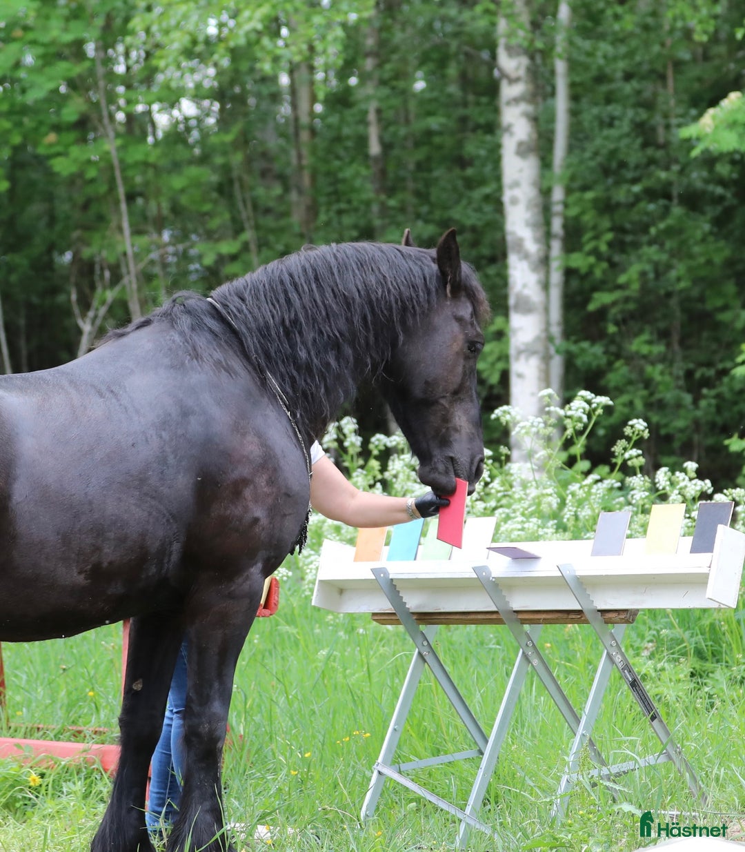 Allround hästar till salu: **Exceptional Horse for Sale** - Annons 14