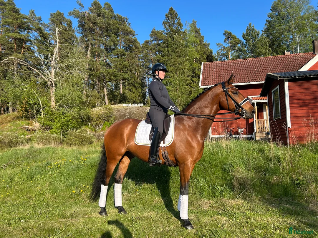 Sällskap hästar till salu: Fin dressyrhäst utlånas som sällskap  - Annons 2