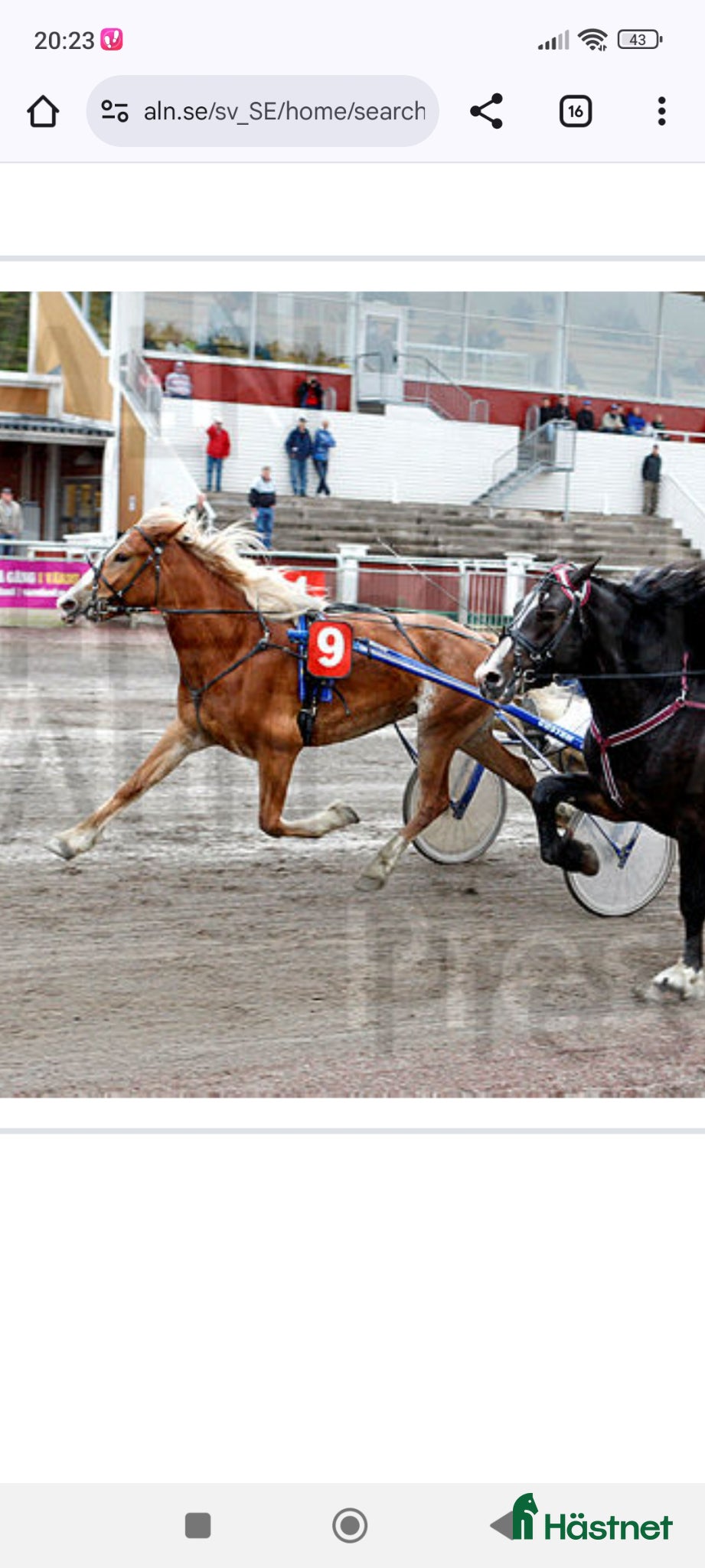  hästar Mkt vackert sto - Annons 2