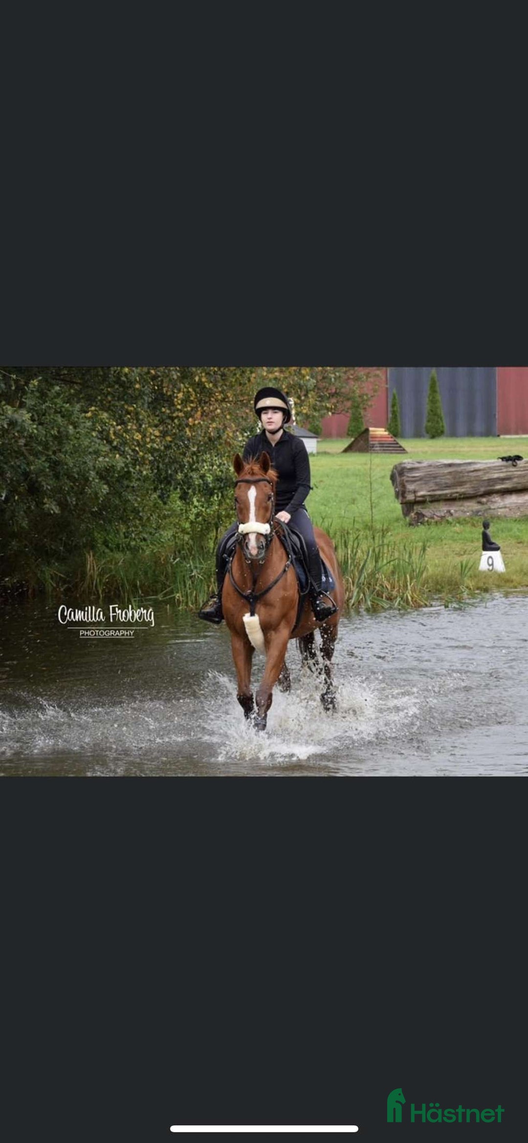 Allround hästar till salu: Fantastiskt fullblod i Löddeköpinge - Annons 5