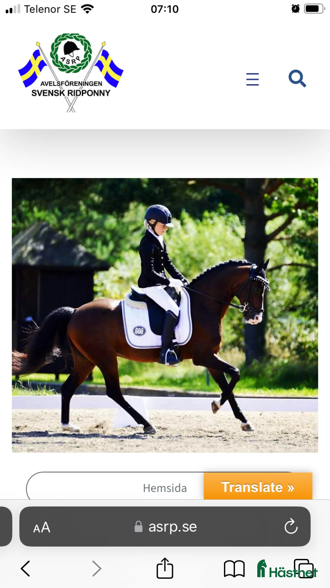 Allround hästar till salu: Sportponny ink inridning i Hörby - Annons 3