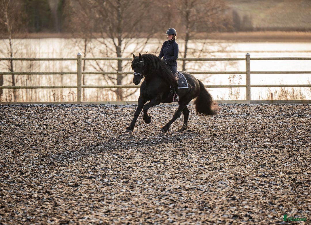 Dressyr hästar till salu: Mycket lovande Frieser med stor utstrålning  i Lindesberg - Annons 2