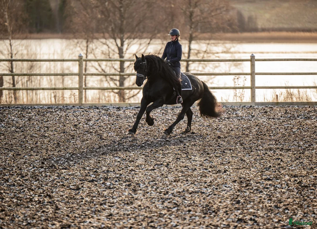 Dressyr hästar till salu: Mycket lovande Frieser med stor utstrålning  - Annons 2
