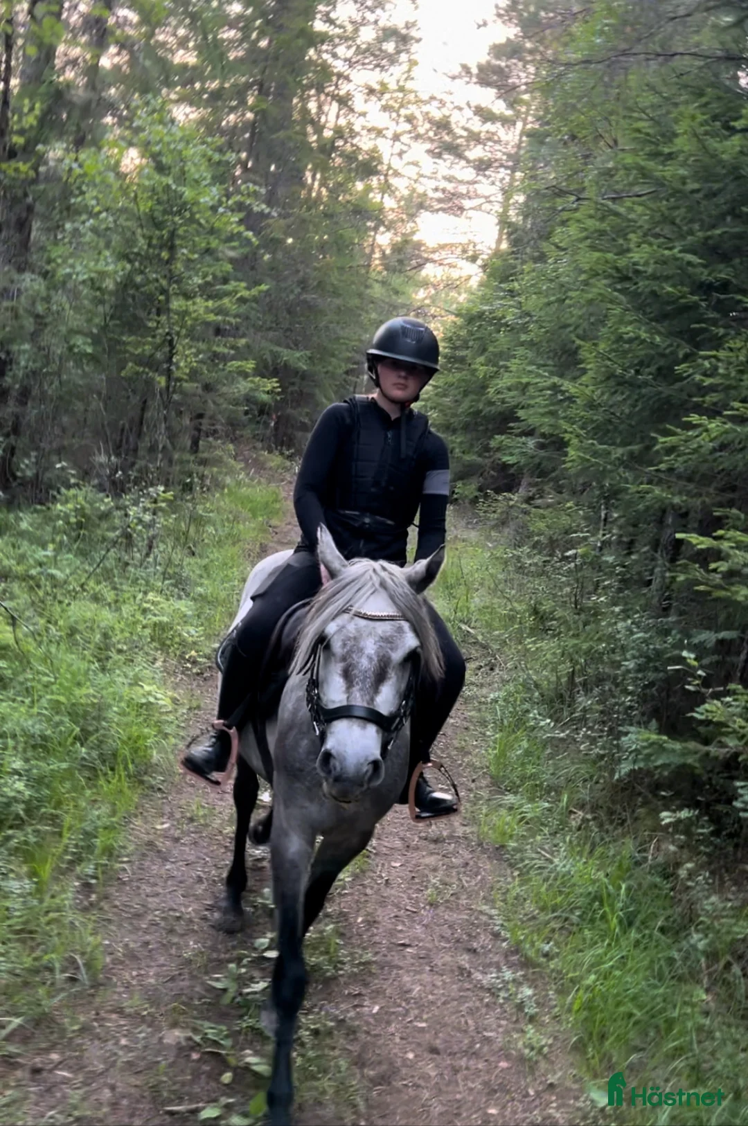 Allround hästar till salu: Sockersöt Connemara  - Annons 6