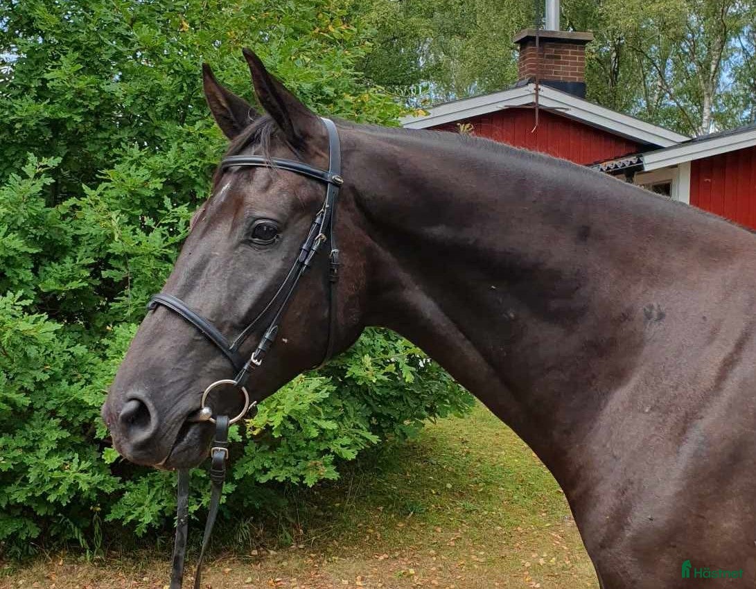  hästar Elegant 5-årig valack efter Freestyle - Annons 4