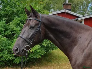 hästar Elegant 5-årig valack efter Freestyle - Annons 4