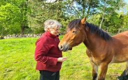Körning hästar till salu: Mysig kille 1 årig hingst. i Moheda - Bild 7