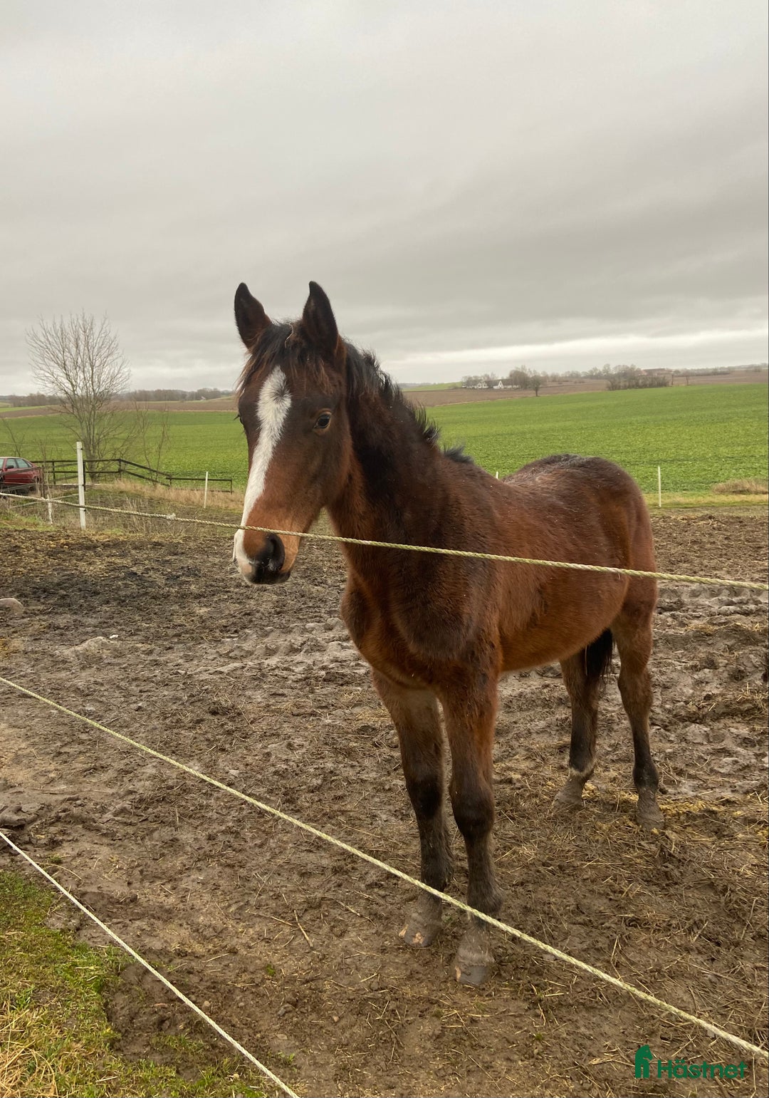 Hoppning hästar till salu: Aramis - lovande hingst med bra hoppstam i Trelleborg - Bild 4