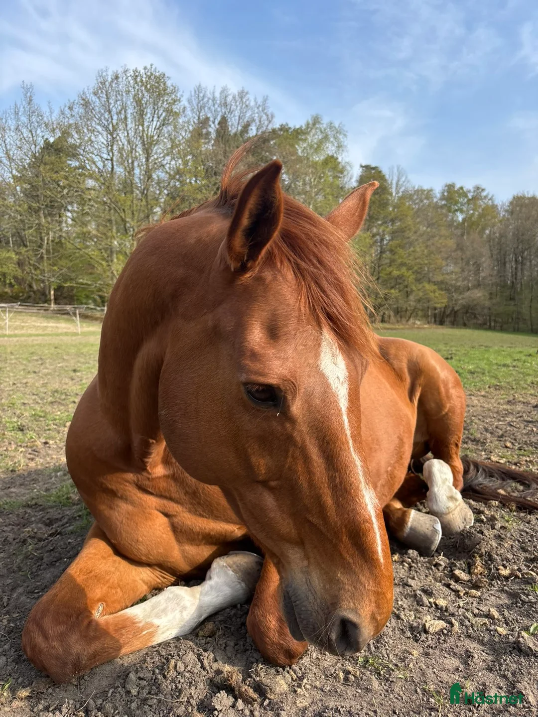 Sällskap hästar till salu: Trevlig valack i Romelanda - Annons 2