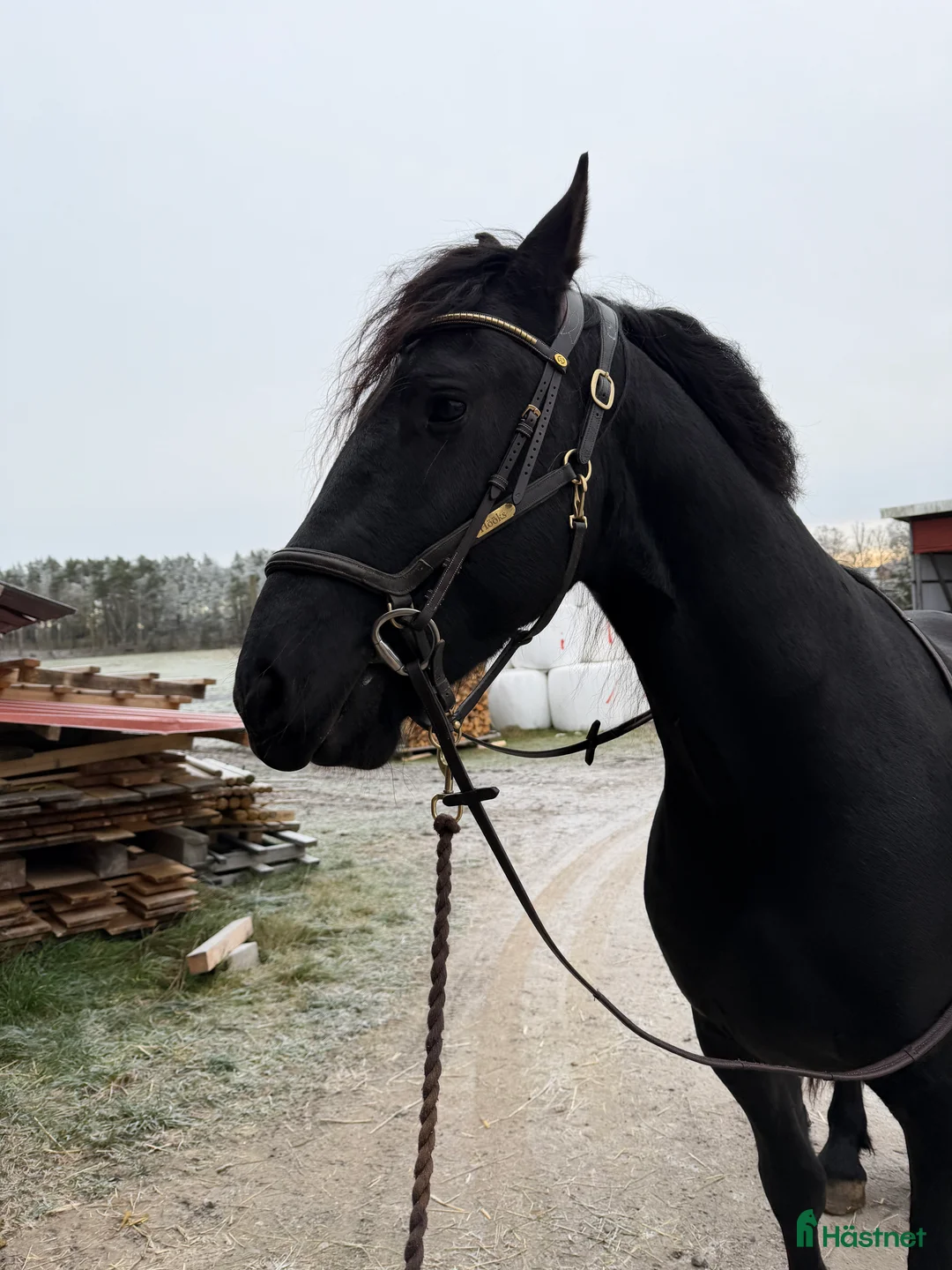 Allround hästar till salu: Tyr af Harstahopen  - Annons 6