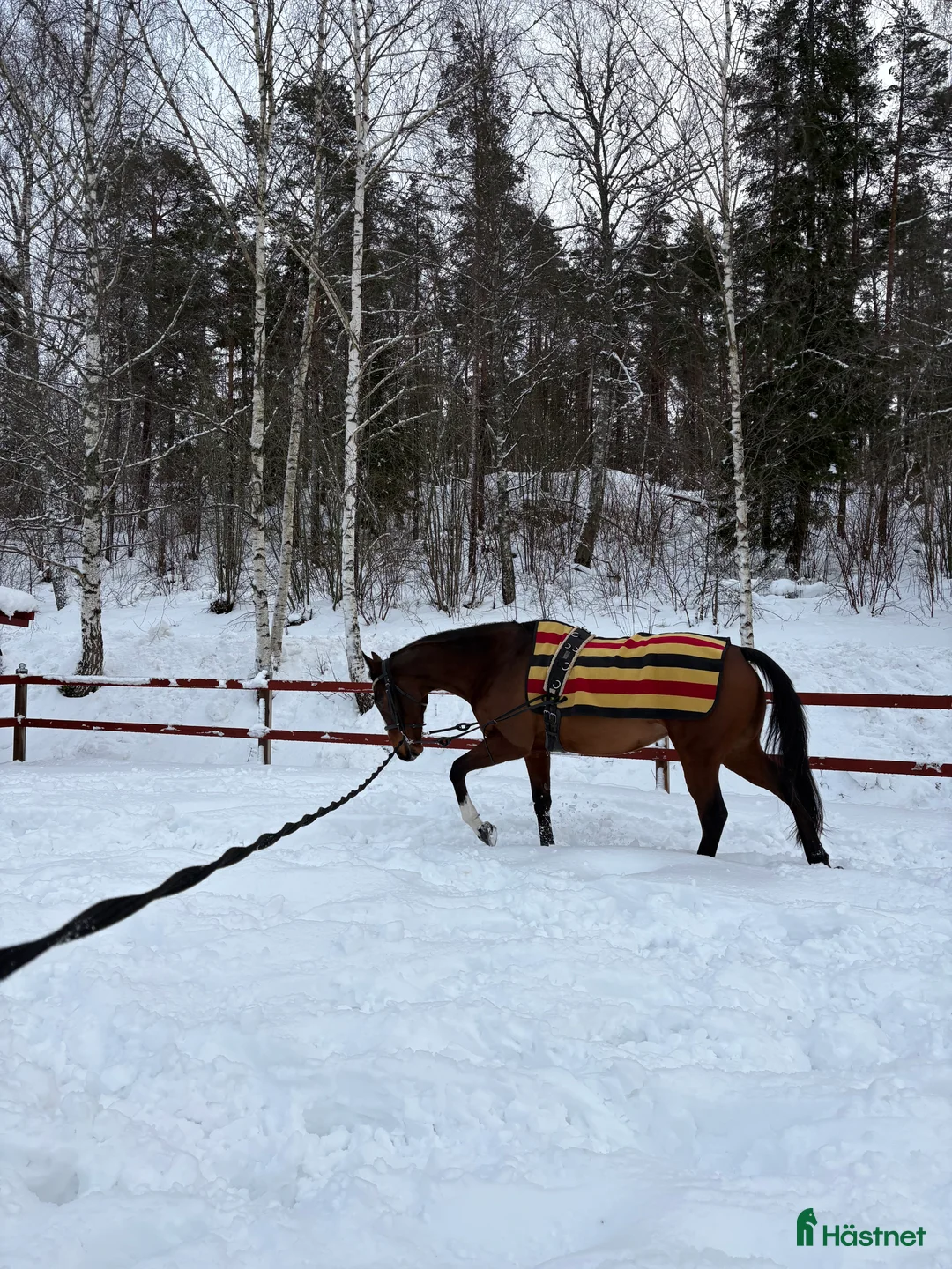 Allround hästar till salu: Pigg och rolig hobbyhäst - Annons 2
