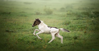  hästar America mini curly  i Ekshärad - Annons 11