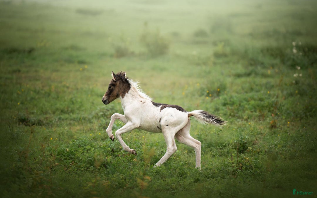 Allround hästar till salu: America mini curly  i Ekshärad - Annons 3