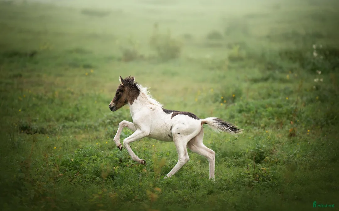 Allround hästar till salu: America mini curly  i Ekshärad - Annons 5