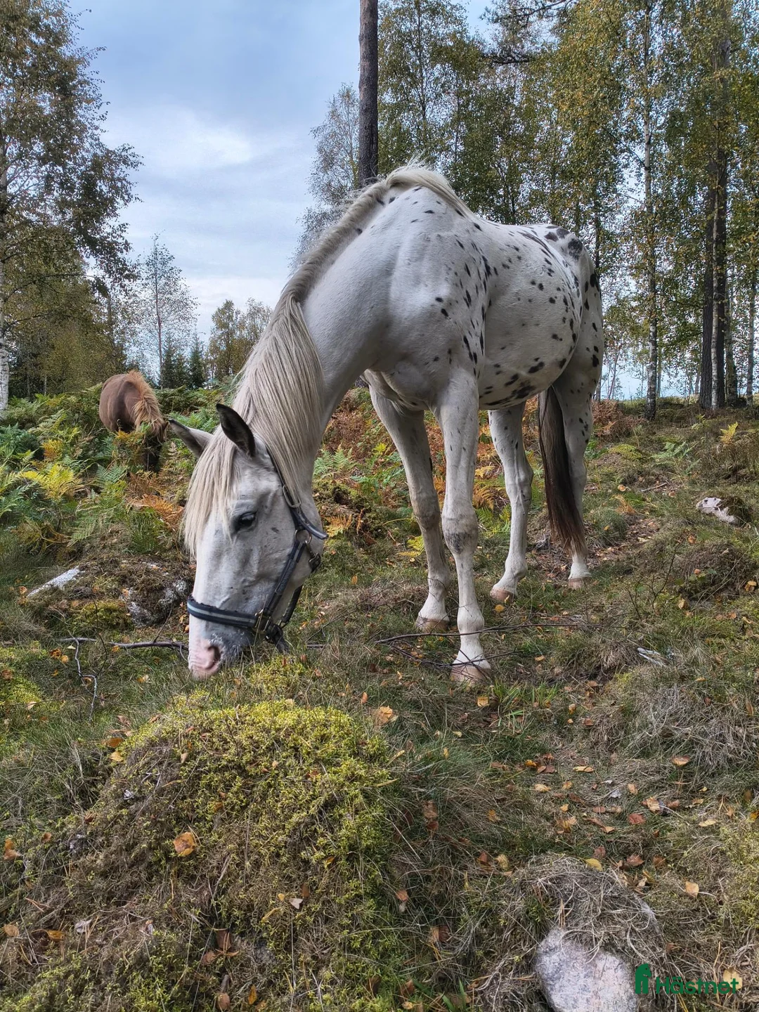 Hoppning hästar till salu: Social 2,5 åring  - Annons 1