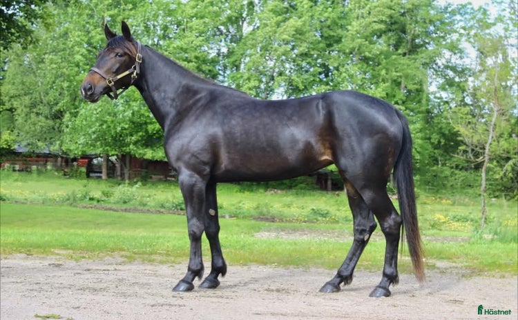  foderhäst i Borås - Annons 13