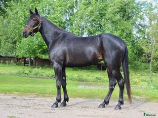 foderhäst Fyraårigt sto, sällskap/ridning/avel i Borås - Annons 20