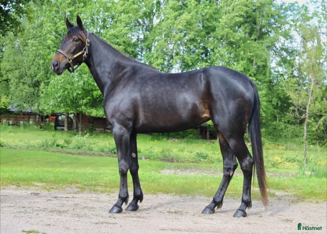 foderhäst i Borås - Annons 13