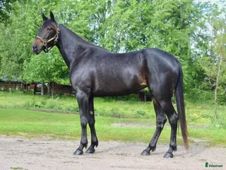 foderhäst Fyraårigt sto, sällskap/ridning/avel i Borås - Annons 16