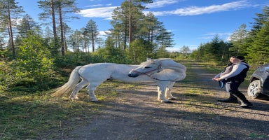  hästar C-Ponny söker nytt hem akut i Hallen - Annons 9